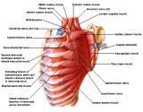 Anatomie: thorax,borstwand,ribben,costae,borst, mamma,pectoralis major,pectorals,axallaris,subcluvia,serratus,scapularis,sternum,scapula,aureola,nipple,tepel.